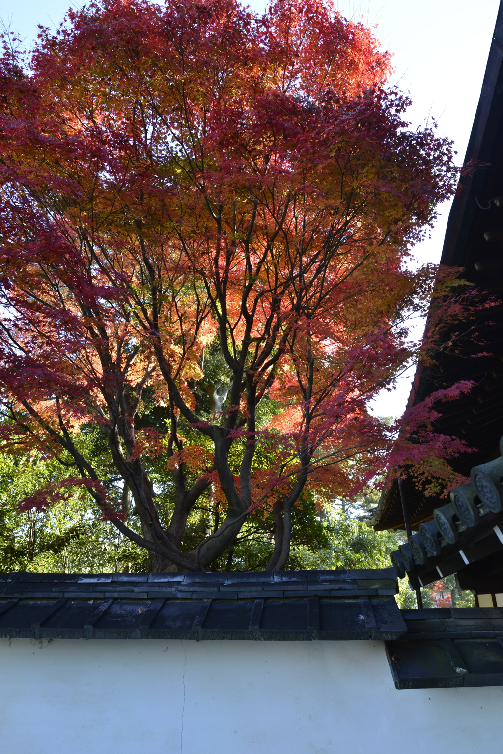 錦絵の古都【東福寺編】　⑨　