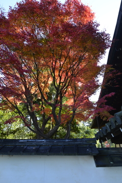 錦絵の古都【東福寺編】　⑨　