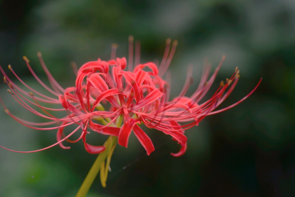 真紅の情念　④。。。！