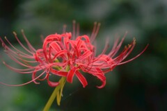 真紅の情念　④。。。！