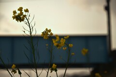 冬枯れの河原　②。。。！