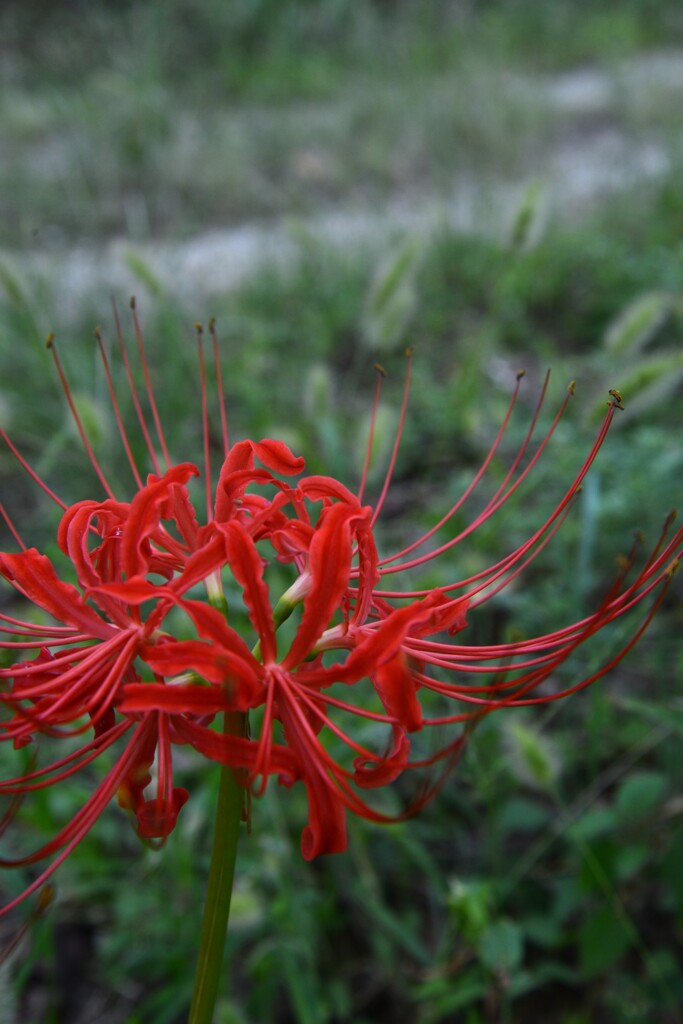 真紅の舞い　②。。。！