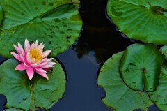 雨上がりの華　③。。。！