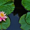 雨上がりの華　③。。。！