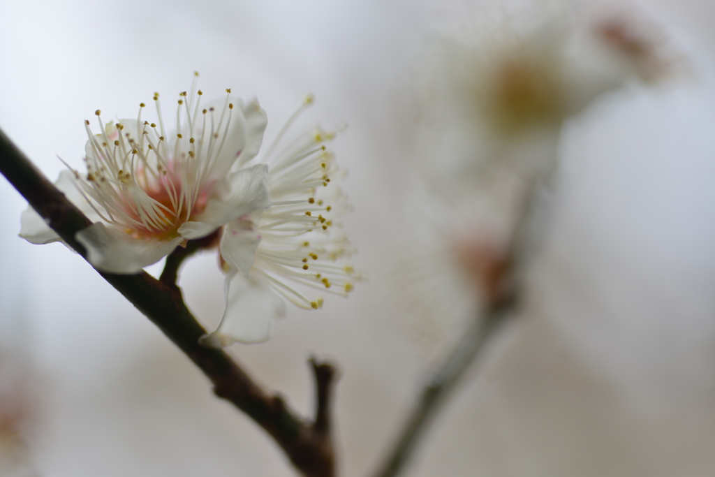 白いベールの花たち　⑦。。。！
