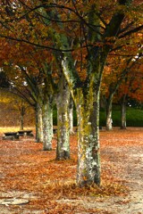秋に染まる公園　④。。。！