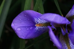 パープル色の雫　①。。。！