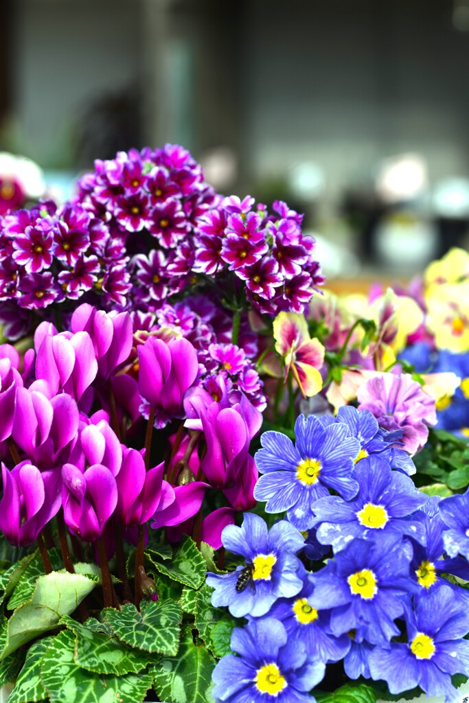 立春．．花屋の店先にて　➁。。。！