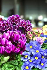 立春．．花屋の店先にて　➁。。。！