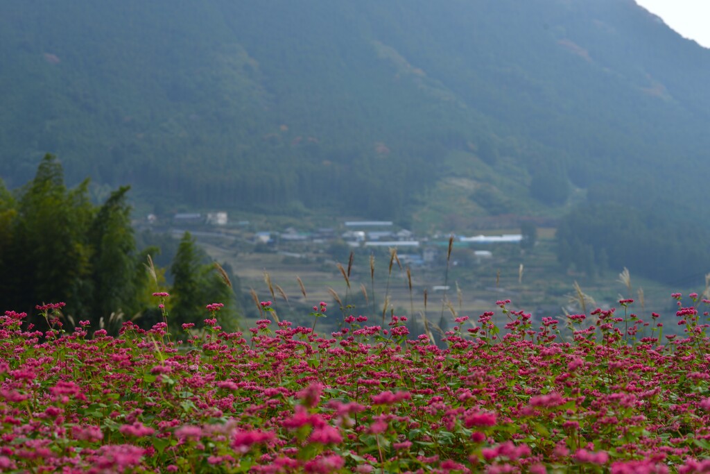 赤蕎麦の花　⑤。。。！