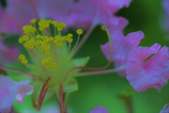 夏花彩華。。。！