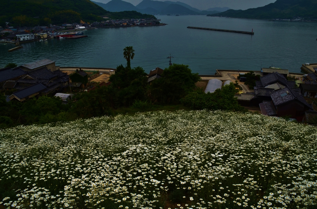 島の小高い丘の上、除虫菊が咲き誇る。。。！