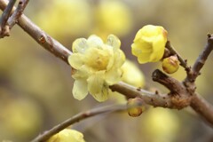 春を呼ぶ黄梅　➁。。。！