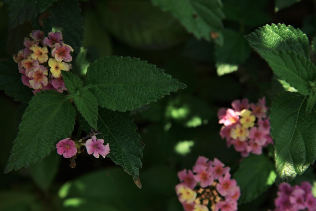日陰の野花。。。！