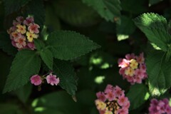 日陰の野花。。。！