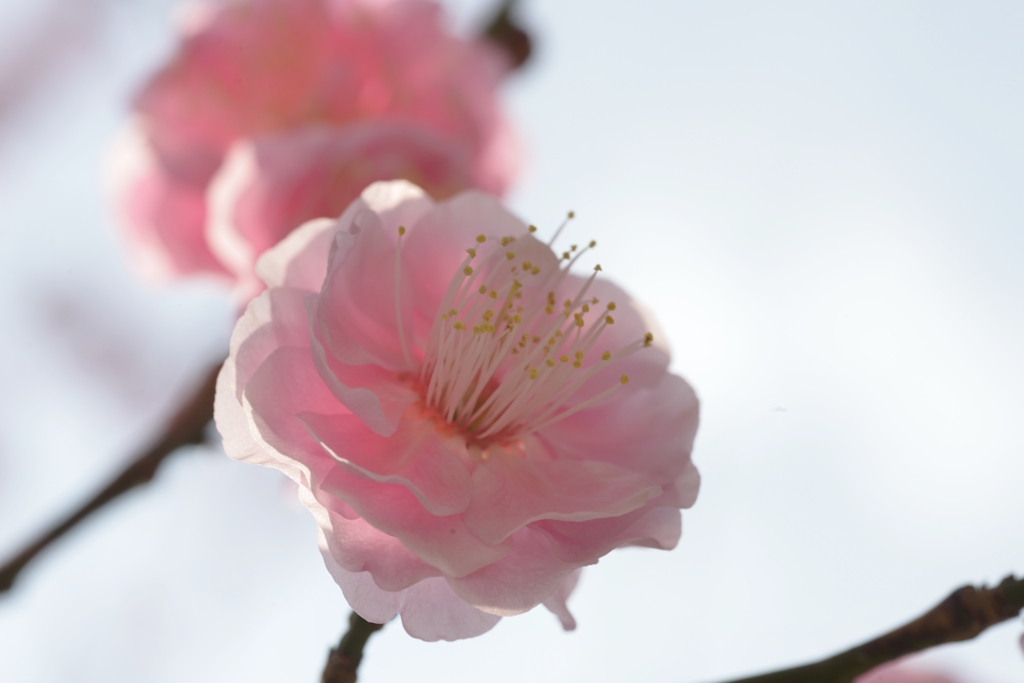 梅の花　①。。。！