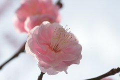 梅の花　①。。。！