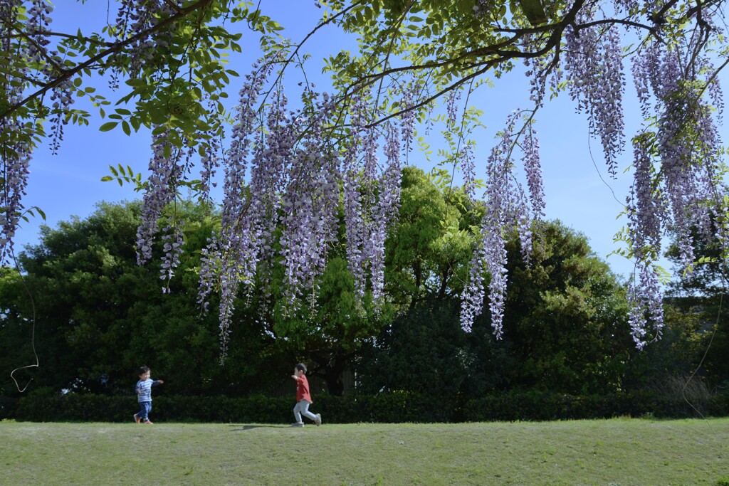 空港公園のふじ棚　➁。。。！