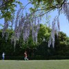空港公園のふじ棚　➁。。。！