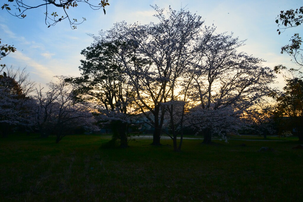 暮れなずむ春　①。。。！