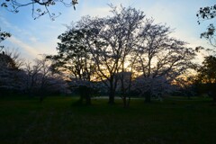 暮れなずむ春　①。。。！
