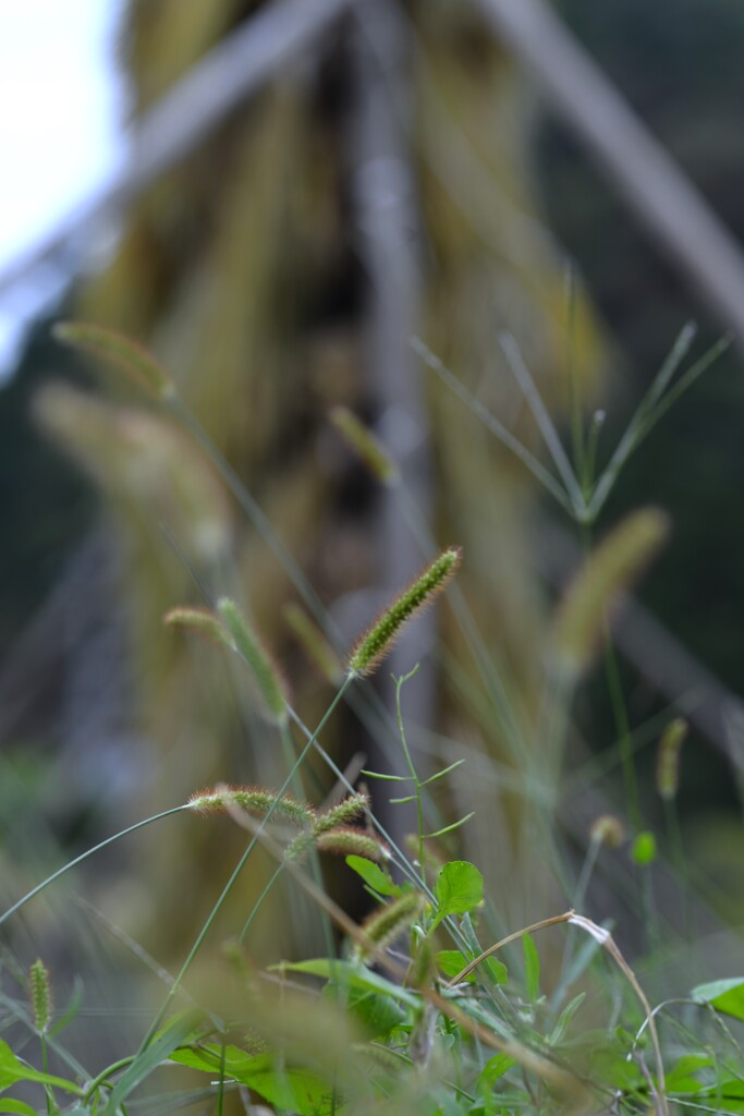 稲木掛け　➂。。。！