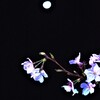 月と夜桜。。。！