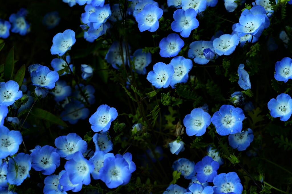 悲しきはBlue。。。！