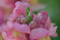 ストロベリーケーキ。。。！