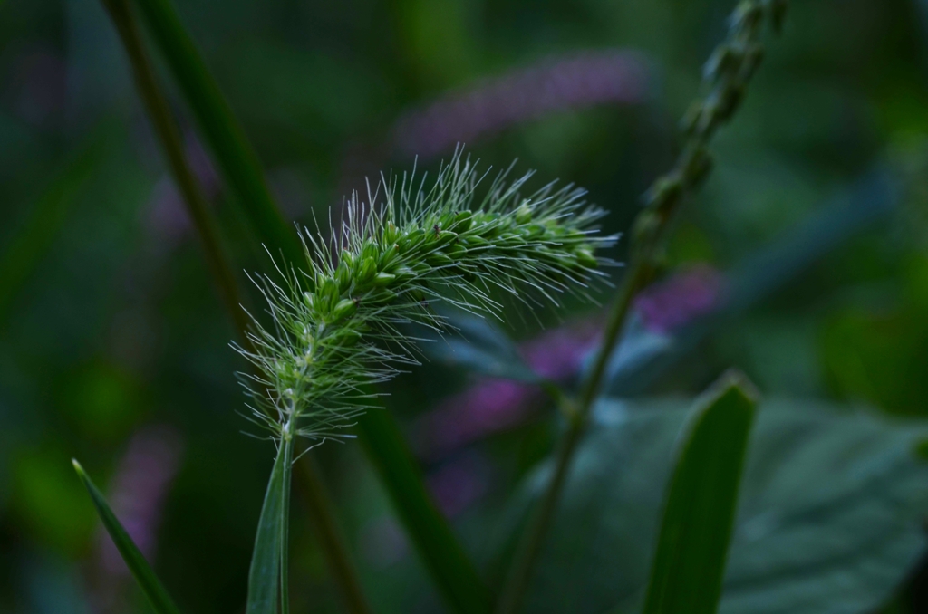 秋を告げる足音　③　。。。！