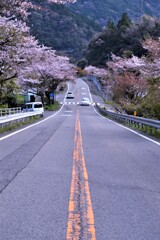 R３３桜街道。。。！