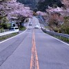 R３３桜街道。。。！