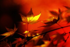 秋彩原色　④。。。！