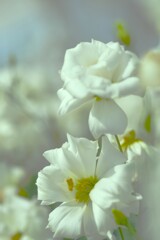 夏花彩色 ②。。。! 夏花彩色 ②。。。!