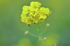 菜の花の春まだ浅し　①。。。！