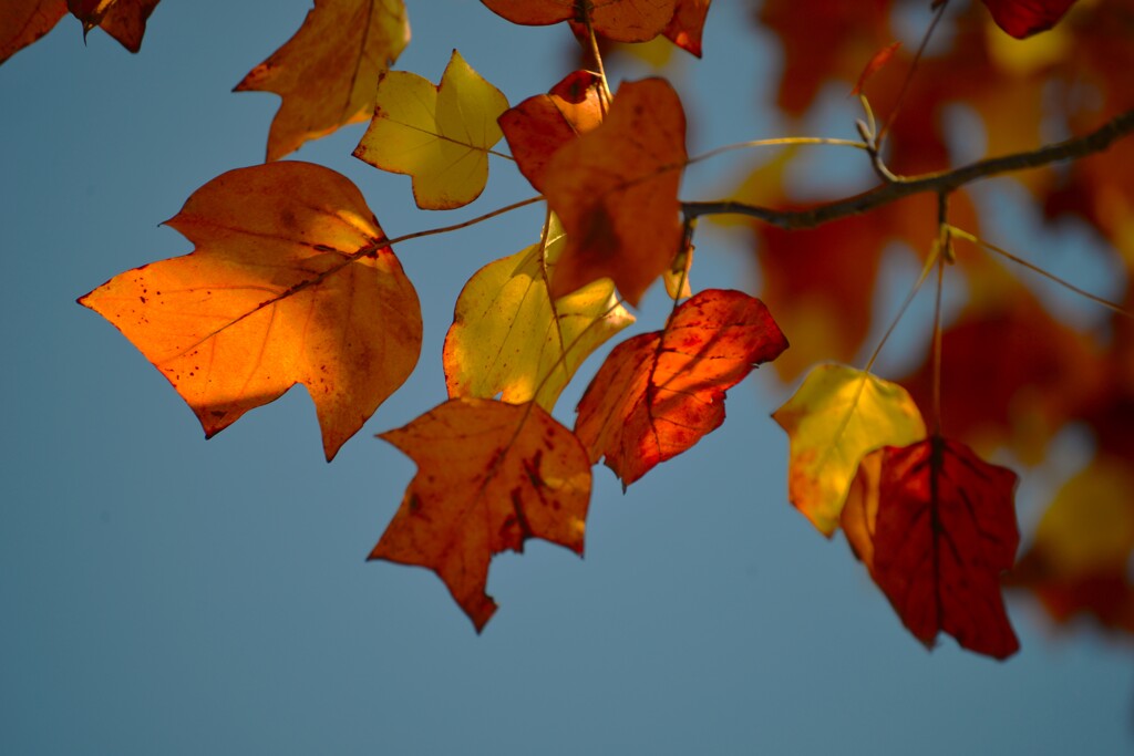 秋ですねえ~　⑤。。。！