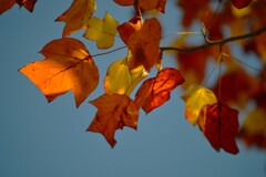 秋ですねえ~　⑤。。。！