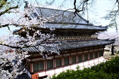 極楽浄土の春　④。。。！