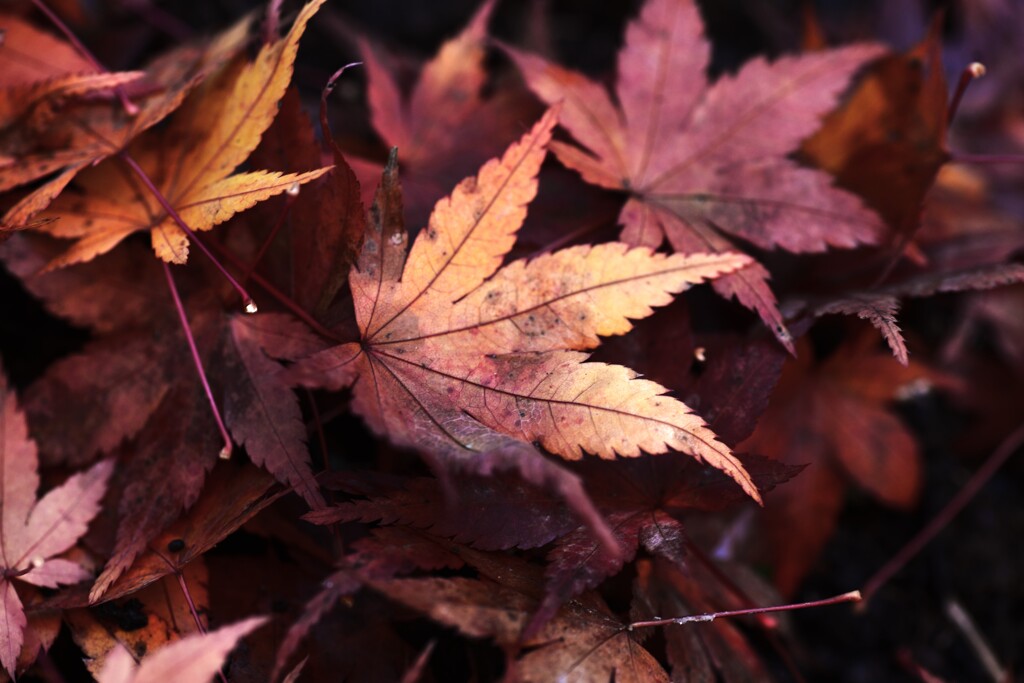 秋彩原色　①。。。！