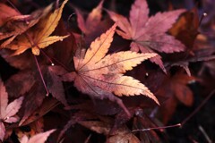 秋彩原色　①。。。！