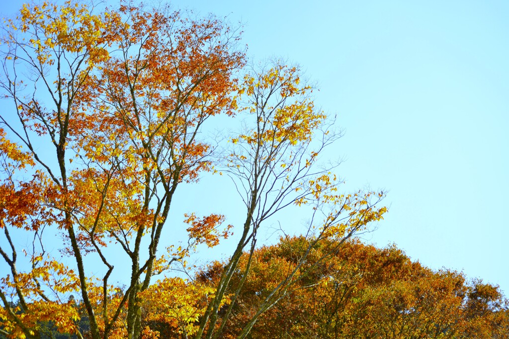 秋ですねえ~　➂。。。！