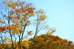 秋ですねえ~　➂。。。！