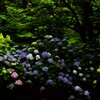 紫陽花の詩。。。！