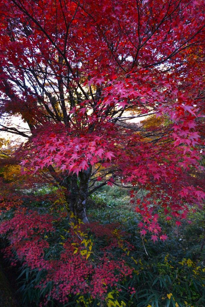 谷間の紅葉　④。。。！