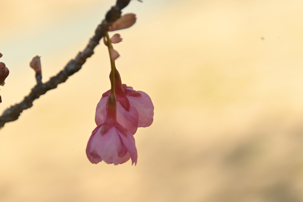 春の伝道師　⑤。。。！