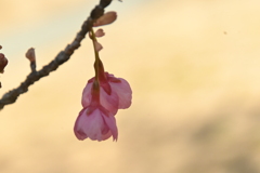 春の伝道師　⑤。。。！