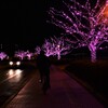冬の桜並木。。。！