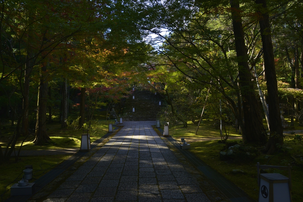 参道の秋。。。！