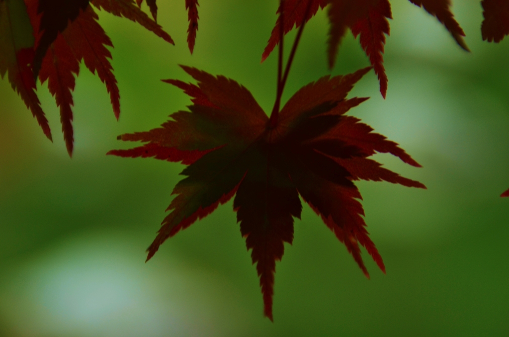 秋を奏でる二重奏。。。！