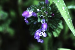 朝露の輝き　④。。。！